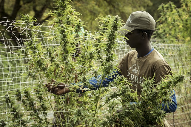 Danskerne i vildrede: Den store forskel mellem cbd og thc forklaret